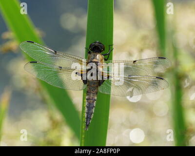 I quattro-spotted chaser (Libellula quadrimaculata), noto come il quattro-chiazzato, skimmer è una libellula della famiglia Libellulidae. Foto Stock