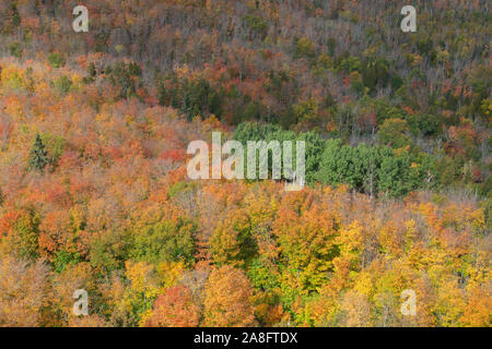 Conifere Misto bosco di latifoglie, tardo autunno, Mistero Lookout, Minnesota, Dominique Braud/Dembinsky Foto Assoc Foto Stock