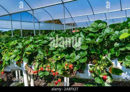 Organici di fragola Serra agricola con hydroponic del sistema di scaffalatura Foto Stock