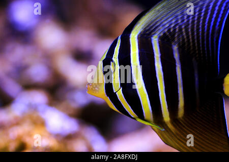 Sailfin Tang Fish - (Zebrasoma veliferum) Foto Stock