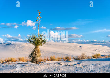 Paesaggio desertico con un Soaptree Yucca contro dune di sabbia e cielo blu al White Sands National Park, New Mexico, USA Foto Stock