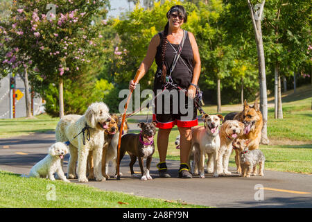 Un cane femmina walker con dieci (10) cani su sentiero Foto Stock