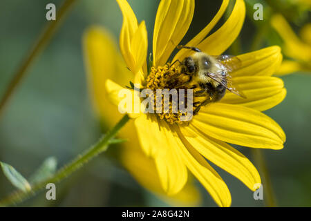 Una macro di un bumblebee contemplati nelle presenti macchie di polline occupato al lavoro. Raleigh, North Carolina. Foto Stock