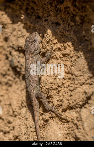 Un recinto orientale lizard skitters fino a un muro di mattoni. Il piemonte della Carolina del Nord. Foto Stock