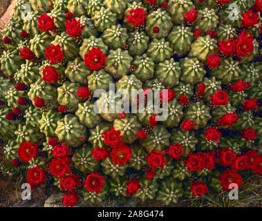 Di smidollati claret cup cactus, La Sal Mountains, Utah, in via di estinzione rare, cactus Echinocereus sp. Foto Stock