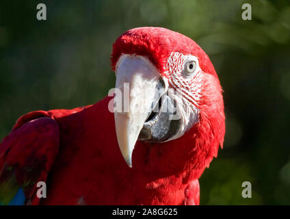 Close up Scarlet Macaw Foto Stock