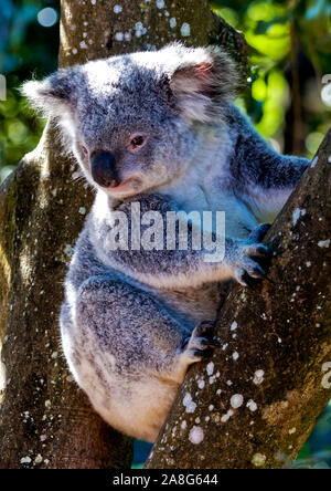 Il Koala seduto nella struttura ad albero Foto Stock