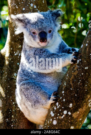 Il Koala seduto nella struttura ad albero Foto Stock