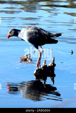 Purple Swamphen arroccato su di un registro ad alto straniero Pond di Tuggeranong, ACT, Australia Foto Stock