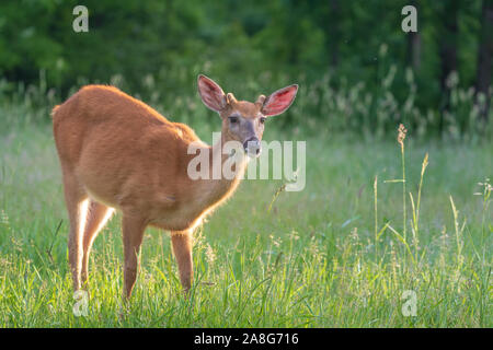 Young white-tailed buck in velluto. Foto Stock