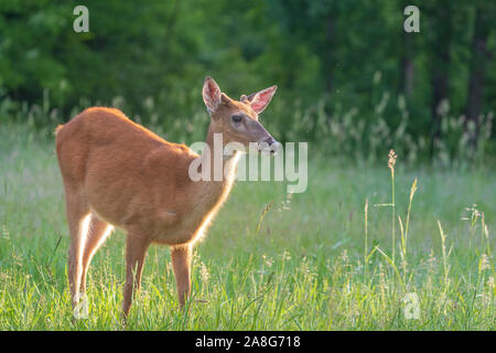 Young white-tailed buck in velluto. Foto Stock