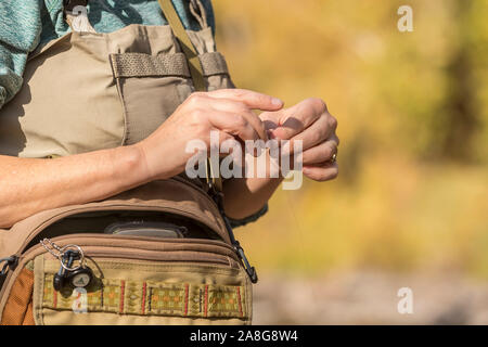 Una donna tira una vola fuori del suo hip pack e legami per la sua linea su una soleggiata giornata di caduta lungo il fiume Poudre in Colorado. Foto Stock