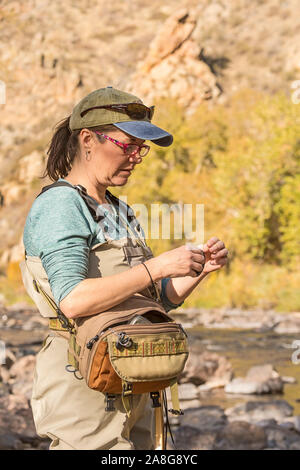 Una donna che tira il suo stelo della linea in uscita del suo hip pack e inizia a tirare una sezione in preparazione della pesca su una soleggiata giornata di caduta lungo il fiume Poudre Foto Stock