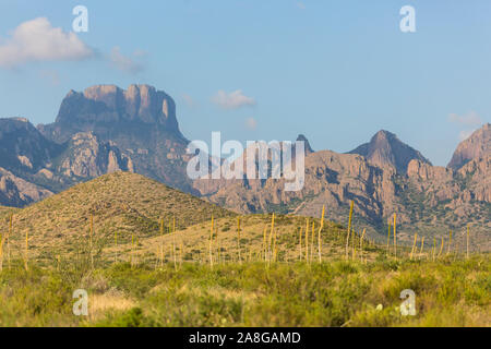 Vista del paesaggio del Parco nazionale di Big Bend vicino al Bacino di Chisos durante il tramonto in Texas. Foto Stock