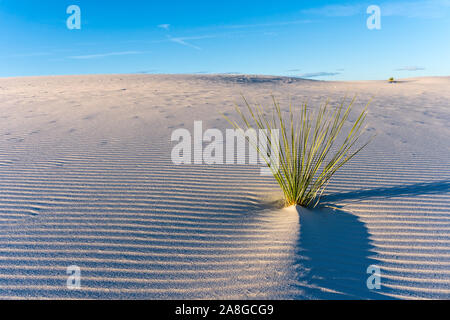 Una pianta solitaria circondata da sabbia di gesso si increspa su una duna nel White Sands National Park, New Mexico, USA Foto Stock