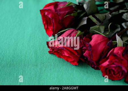 Red rose appassite su un verde sfondo tessili close-up Foto Stock