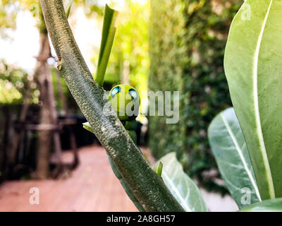 Verde di Caterpillar oleandro hawkmoth o daphnis nerii con puntini blu mangiare lascia pianta nel giardino di casa Foto Stock