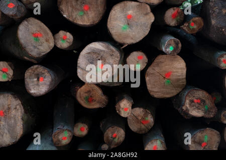 Tronchi di alberi con punti di taglio e impilati in Germania. Legna da ardere per esterno Foto Stock
