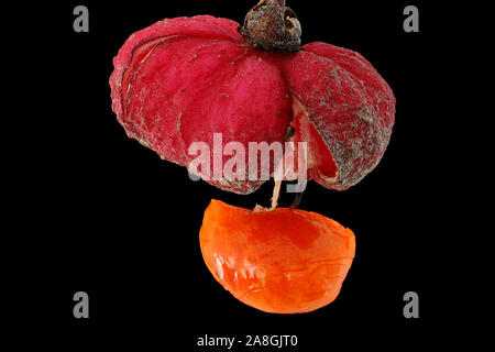 Euonymus europaeus, mandrino, Pfaffenhütchen, frutta con semi, close up Foto Stock