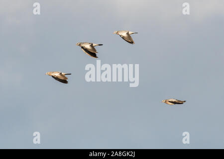 Flying Stock colombe sulla migrazione contro un cielo blu Foto Stock