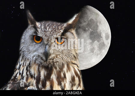 Gufo reale con sfondo la luna nel cielo notturno Foto Stock