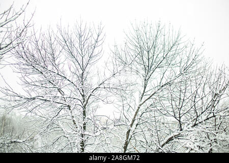 Bella foresta con il bianco della neve coperti di alberi in inverno Foto Stock