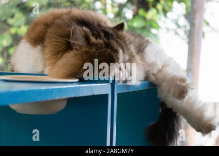 Il gatto domestico refrigerate in coffee shop, stock photo Foto Stock