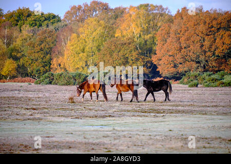 Brockenhurst, Hampshire, Regno Unito. 9 novembre 2019. In una gelida mattinata autunnale, la temperatura essendo immersa sotto il gelo durante la notte, l'attività abbonda in New Forest appena fuori di Brockenhurst. Pony che pascolano intorno sul terreno ghiacciato, illuminato dal sole della mattina presto. Foto Stock