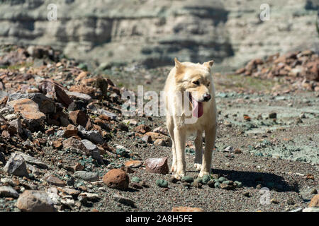 Cane bianco sulle rocce del deserto in Baja California Sur Messico Messico Foto Stock