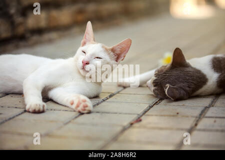 Assonnato bianco gatto randagio occhi aperto a metà, un altro recante sul marciapiede accanto Foto Stock