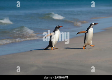 I pinguini di Gentoo (Pygoscelis papua) tornando a terra dopo una giornata trascorsa a alimentare a mare. Più deprimente isola nelle isole Falkland. Foto Stock