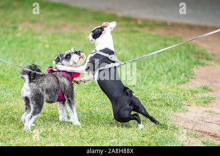 Cani su portano a giocare insieme. Foto Stock