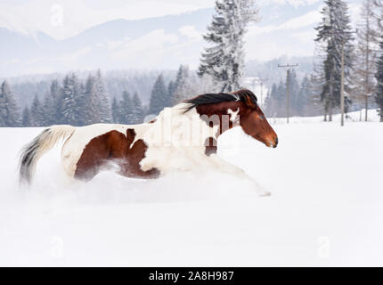 Brown e White Horse Running nella neve profonda, gli alberi e le montagne sullo sfondo. Foto Stock