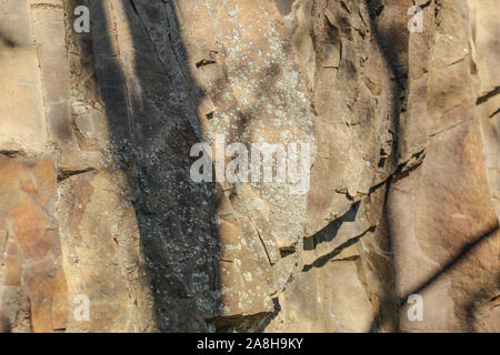 Piccole chiazze di licheni crescono sulle rocce piatte Foto Stock