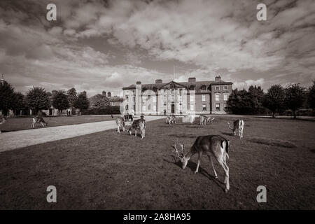 Lo straordinario paesaggio di cervi a Dunham Massey, vecchia casa storica in Greater Manchester, parte del National Trust foundation di proprietà NEL REGNO UNITO Foto Stock