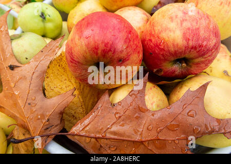 Manna mele raccolte per sidro rendendo con foglie autunnali Foto Stock