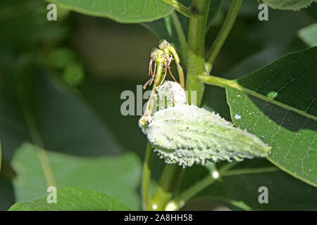 Milkweed invasive, un impianto di Asclepias con pod chiuso Foto Stock