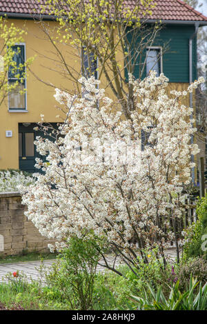 Kupfer-Felsenbirne (Amelanchier lamarckii) Foto Stock