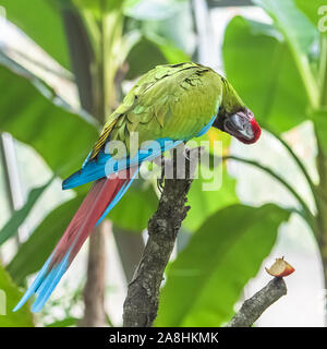 Military Macaw, Ara militaris, pappagallo divertente Foto Stock