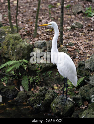 Grande airone bianco dall'acqua in piedi su una roccia di esporre il suo corpo, testa, occhio, becco lungo collo piumaggio bianco nel suo ambiente e dintorni. Foto Stock