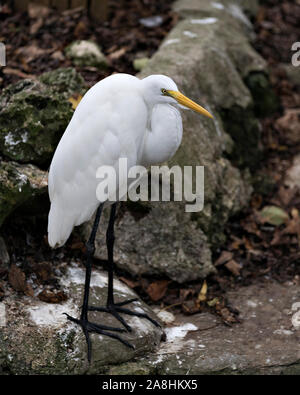 Grande airone bianco dall'acqua in piedi su una roccia di esporre il suo corpo, testa, occhio, becco lungo collo piumaggio bianco nel suo ambiente e dintorni. Foto Stock