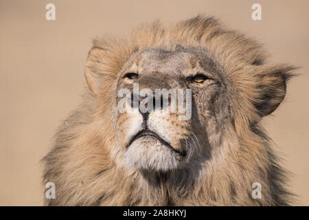 Ritratto di un maschio di leone (panthera leo) in perfetta luce del sole di mattina in Savuti, Chobe National Park, Botswana Foto Stock