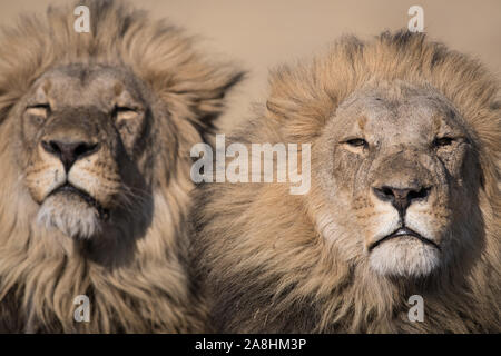 Due lion (panthera leo) fratelli in perfetta luce del sole di mattina in Savuti, Chobe NP, Botswana Foto Stock