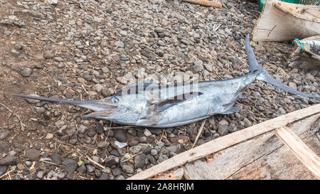 Sao Tomé, tradizionale dugout in legno sulla spiaggia in un villaggio di pescatori, con un pesce spada fresco pescato Foto Stock