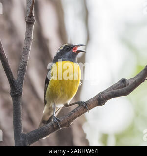 Bananaquit, Coereba flaveola, colorato piccolo uccello che canta su un albero Foto Stock