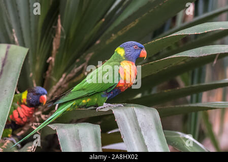 Borikeet di cocco, uccello colorato appollaiato su un ramo Foto Stock