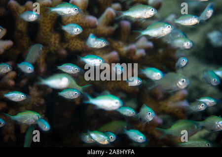 Piccolo blu-verde castagnole, Chromis viridis, passare il puntatore del mouse vicino a un corallo protettivo su una scogliera in Indonesia. Piccoli pesci ha bisogno di luoghi per nascondersi dai predatori. Foto Stock