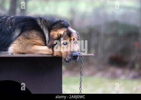 Triste cane su una catena giacente su cani capanna. Annoiato cane. Questo è frutto della mescolanza di Tibetian mastiff e pastore tedesco cane. Foto Stock