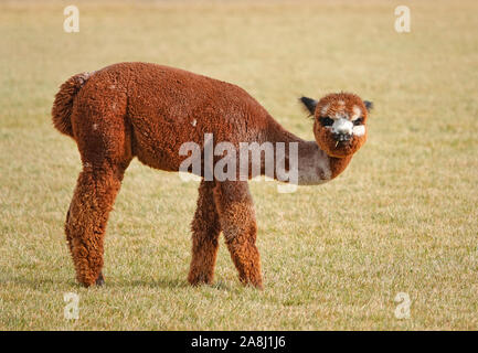 Giovani Suri alpaca frolic in un campo vicino a Bend, Oregon. Suri alpaca sono allevati per la loro setosa come lana, utilizzati per indumenti di kniting. Foto Stock