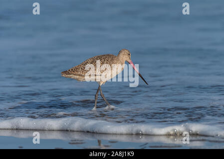 Marbled godwit, Limosa fedoa, uccello sulla riva di una spiaggia della California Foto Stock